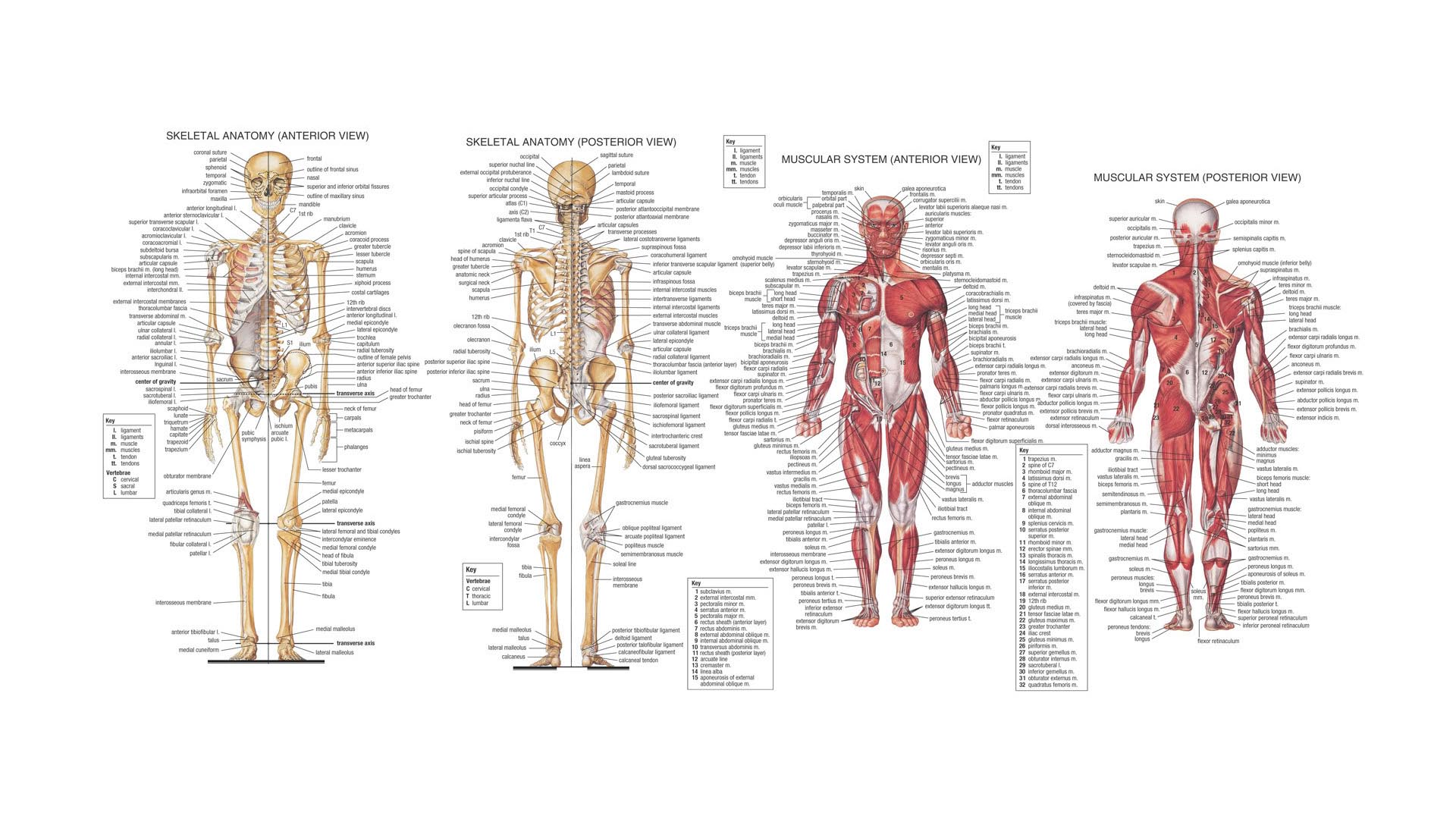 Human Anatomy Body Chart